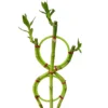 8-Shaped-Bamboo-Plant1