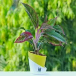 Aglaonema Lipstick Plant