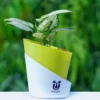 Aglaonema-Snow-White