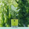 Aglaonema-Snow-White-Plant-With-Green-Self