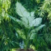 Aglaonema-Snow-White-Plant-With-Green-Self1