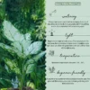 Aglaonema-Snow-White-Plant-With-Green-Self2