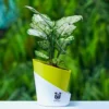 Aglaonema-Snow-White-Plant-With-Watering Pot