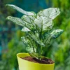 Aglaonema-Snow-White-Plant-With-Watering Pot1