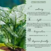 Aglaonema-Snow-White-Plant-With-Watering Pot2