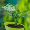 Aglaonema-Snow-White2