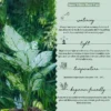 Aglaonema-Snow-White3