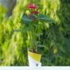 Anthurium-Red-Plant