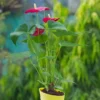 Anthurium-Red-Plant1