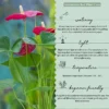 Anthurium-Red-Plant2