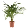 Areca-Palm-Plant
