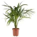 Areca Palm Plant