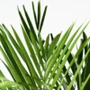 Areca-Palm-Plant1