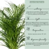 Areca-Palm-Plant2