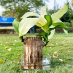 Brazilian Wood Plant With Crystal clear bowl