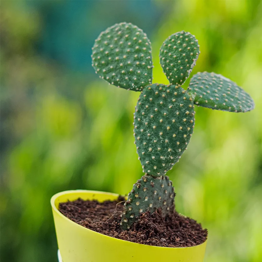 Bunny-Ear-Cactus-Plant-With-Self1