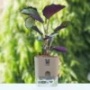 Calathea-Live-Plant-With-Self
