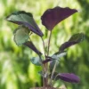 Calathea-Live-Plant-With-Self1