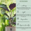 Calathea-Live-Plant-With-Self2