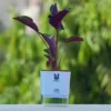 Calathea-Roseopicta-With-White-Self