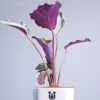 Calathea-Roseopicta-With-White-Self1