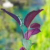 Calathea-Roseopicta-With-White-Self2