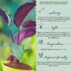 Calathea-Roseopicta-With-White-Self3