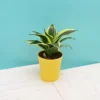 Golden-Hahnii-Snake-Plant