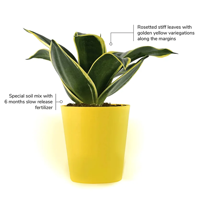 Golden-Hahnii-Snake-Plant1