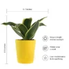Golden-Hahnii-Snake-Plant2