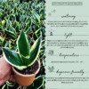 Golden-Hahnii-Snake-Plant3