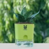 Green-Snake-Plant1