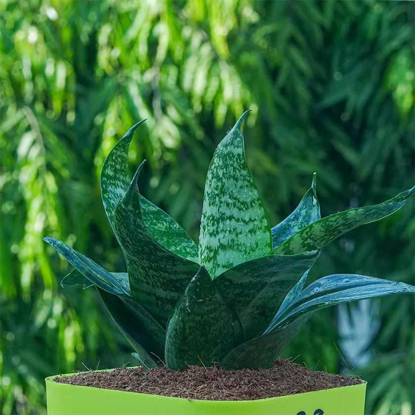 Green-Snake-Plant2