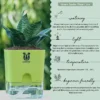 Green-Snake-Plant3