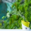 Hadjod-Plant-With-Yellow-Self