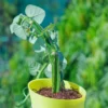 Hadjod-Plant-With-Yellow-Self1