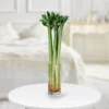 Lotus-Bamboo-Plant