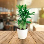 Lotus Bamboo Plant