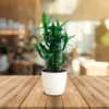 Lotus-Bamboo-Plant1