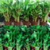 Lotus-Bamboo-Plant2
