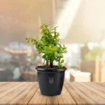 Lucky Jade Plant