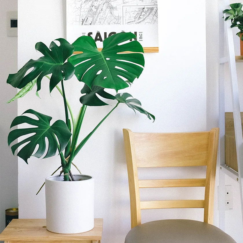 Monstera-Plant1