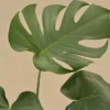 Monstera-Plant2