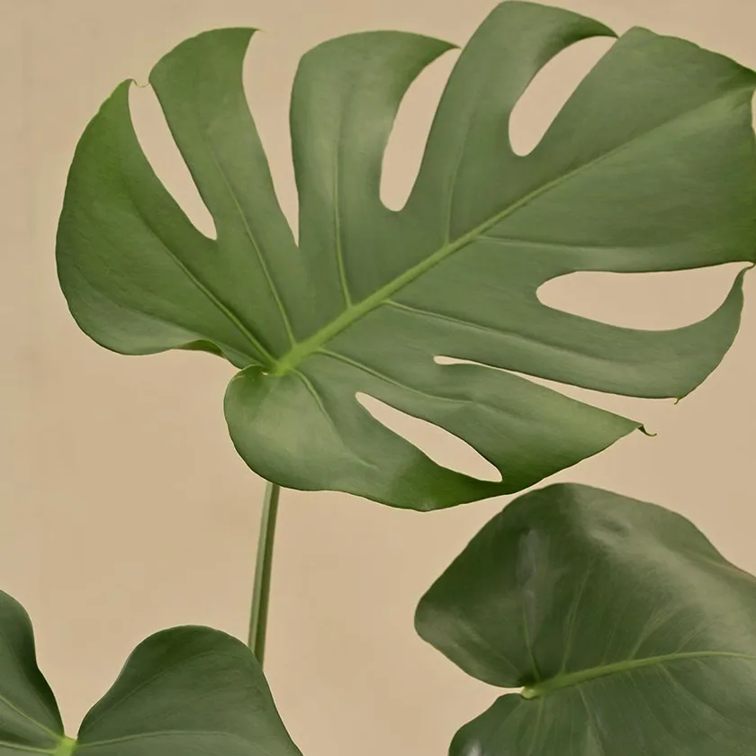 Monstera-Plant2