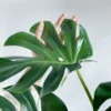 Monstera-Plant3