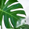Monstera-Plant4
