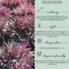 Oyster-Plant2