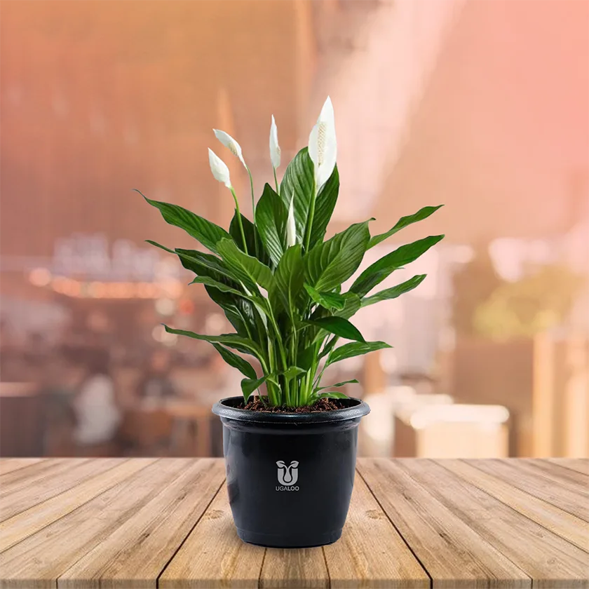 Peace-Lily-Plant-With-Black-Pot