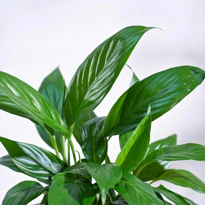 Peace-Lily-Plant-With-Black-Pot1