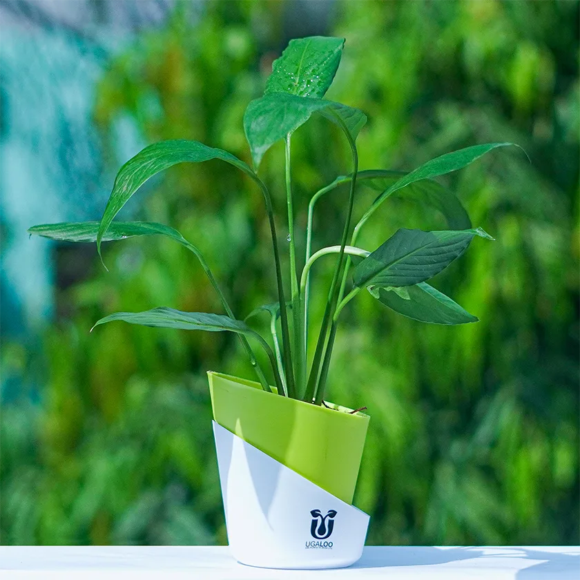 Peace-Lily-Plant-With-White